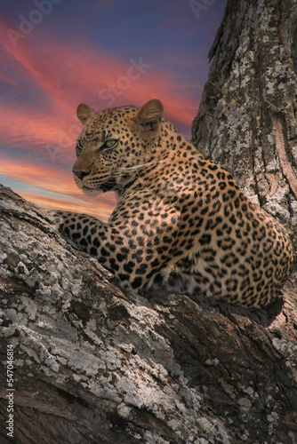 Leopard in Serengeti  Tanzania