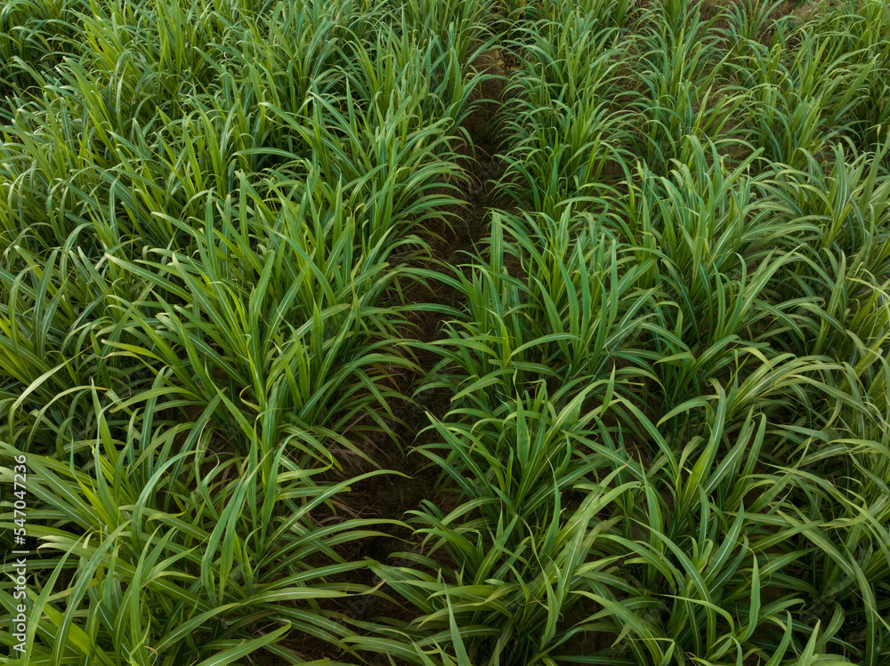 Aerial view of sugarcane plants growing at field Aerial view of sugarcane plants growing at field