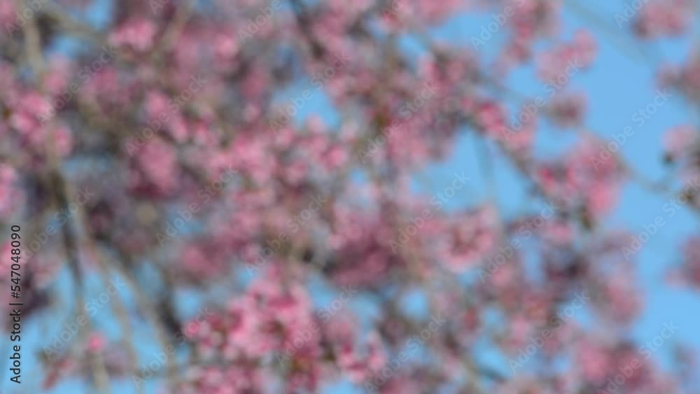 Cherry blossom spring in sunny day Cherry blossom spring in sunny day