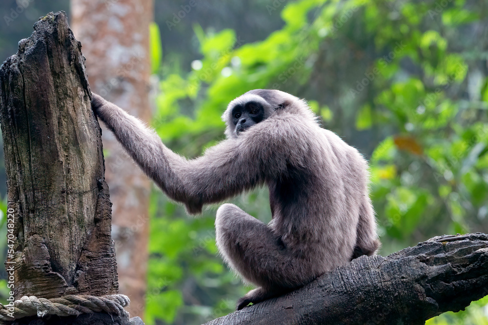 Obraz premium Portrait of a langur in the thick leaves