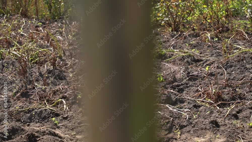 Vegetable garden with dry tops of potatoes in sunny weather in autumn. Smooth camera movement. It's time for the potato harvest. Growing homemade natural vegetables on a home farm Vegetable garden with dry tops of potatoes in sunny weather in autumn. Smooth camera movement. It's time for the potato harvest. Growing homemade natural vegetables on a home farm