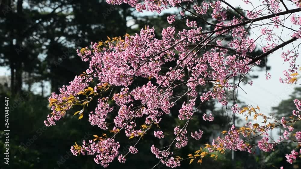 Cherry blossom spring in sunny day Cherry blossom spring in sunny day