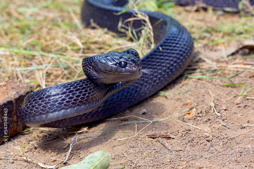 Fototapeta premium Black gold ringed cat snake on a tree branch, ready to attack