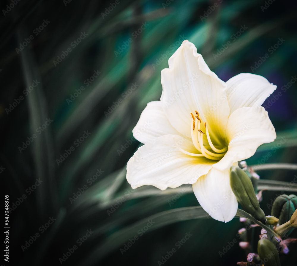 Fototapeta premium White Flower