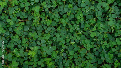 green leaves background