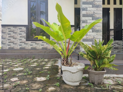 Anthurium kobra plant in a flowerpot