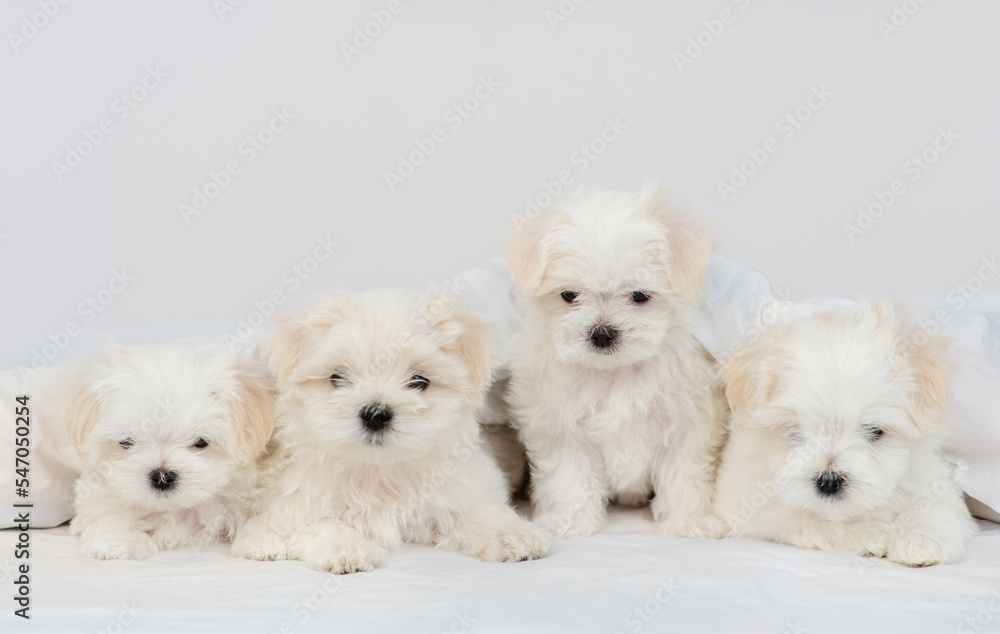 A group of cute little Maltese puppies lying on a white bed under a warm blanket A group of cute little Maltese puppies lying on a white bed under a warm blanket