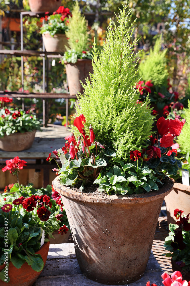 Naklejka premium potted cyclamens 
