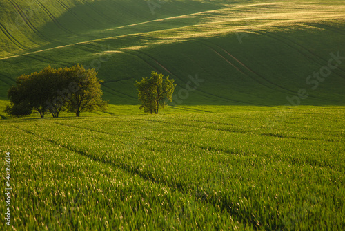 South Moravian Fields Photo, Kyjov Brno, Czechia