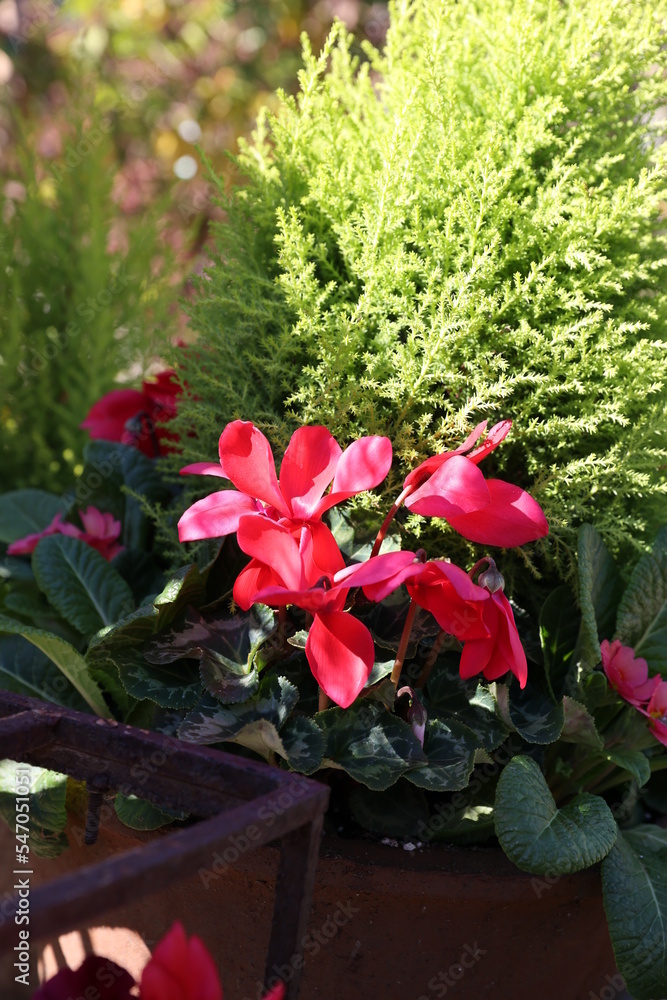 red cyclamens red cyclamens