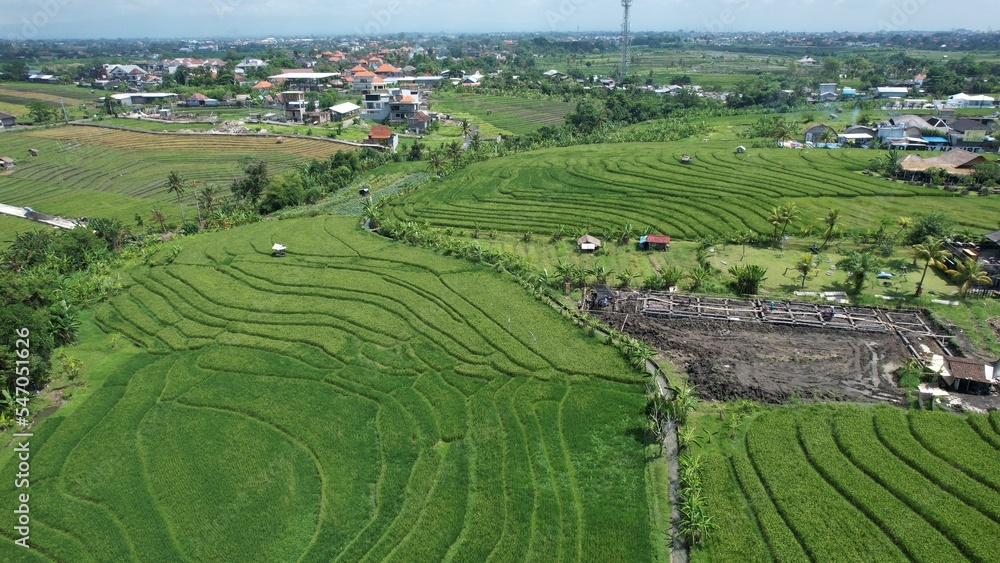 Bali, Indonesia - November 10, 2022: The Pererenan Paddy Rice Fields Of Bali, Indonesia