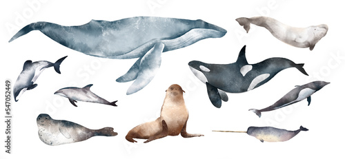 Print op canvas Watercolor drawn set with colorful illustration of marine mammals animals