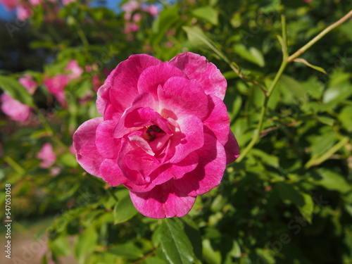 濃いピンク色の小ぶりなバラの花の一輪