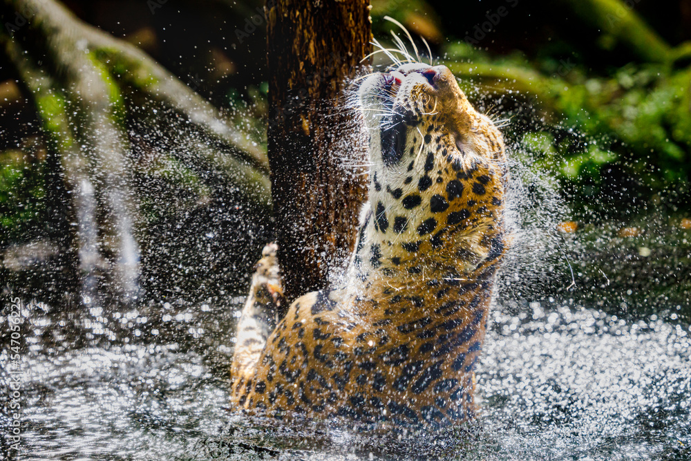 Fototapeta premium Splash of water from a Jaguar