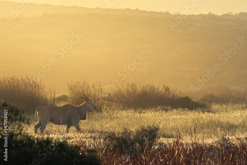 Common eland, southern eland or eland antelope (Taurotragus oryx, walking in the veld at sunrise. Western Cape. South Africa photo