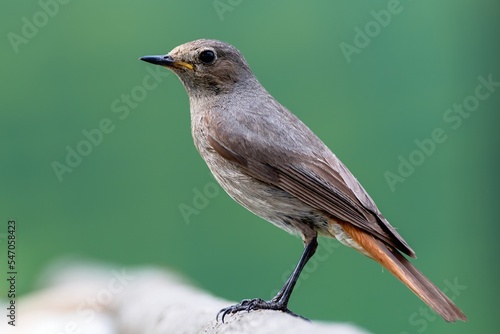  Black redstart ( Phoenicurus ochruros), female is standing on a stick. Czechia.