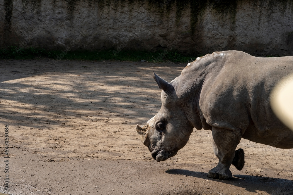 Fototapeta premium Ceratotherium simum simum white rhinoceros walking quietly in dirt field, horn cut off mexico