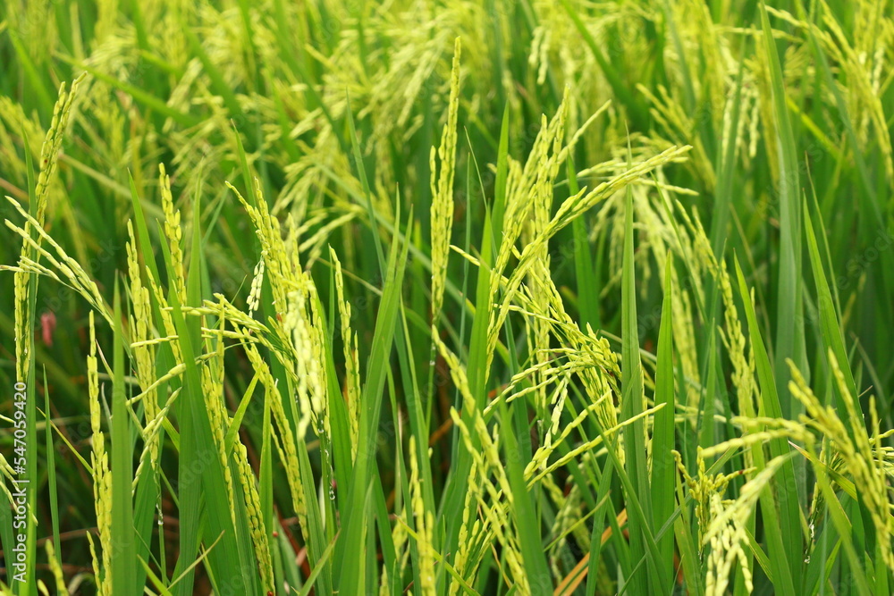 The rice fields of agriculture that are blooming long beautiful green The rice fields of agriculture that are blooming long beautiful green