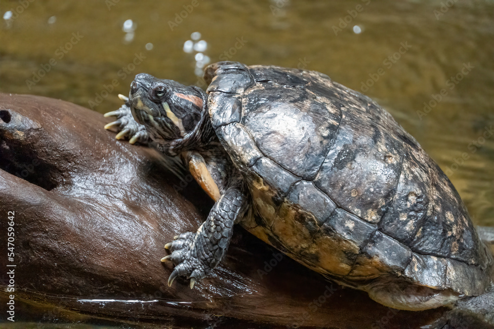 Obraz premium Pseudemys rubriventris, turtle in the nature habitat. Red Northern American red-bellied turtle on the tree trunk in the river.