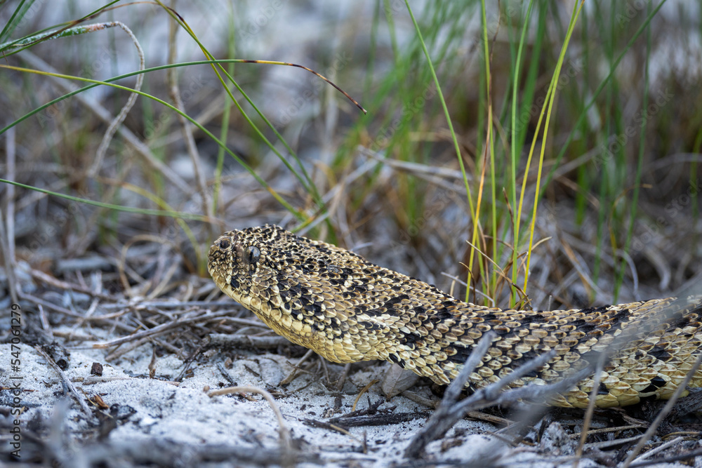 Puff adder (Bitis arietans) snake..Western Cape. South Africa Puff adder (Bitis arietans) snake..Western Cape. South Africa