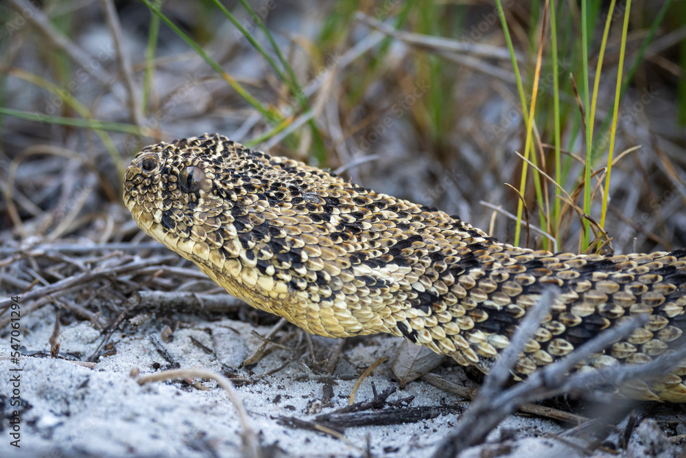 Naklejka premium Puff adder (Bitis arietans) snake..Western Cape. South Africa