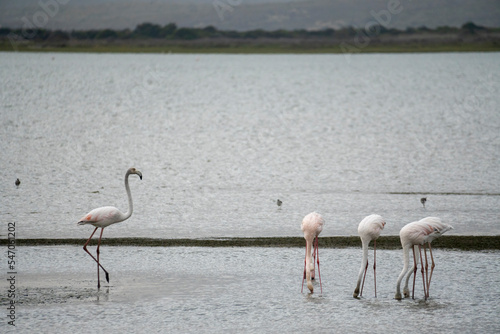 Greater flamingo (Phoenicopterus roseus) in a wetland. Western Cape. South Africa