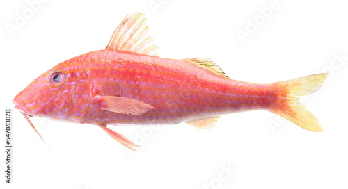 Red mullet fish isolated on white