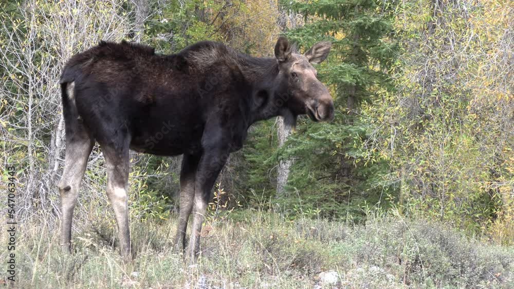 Bull Moose During the Rut in Wyoming in Autumn Bull Moose During the Rut in Wyoming in Autumn