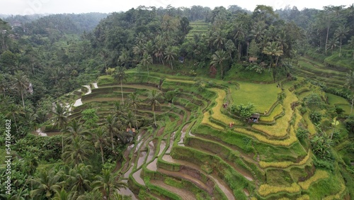 Bali, Indonesia - November 10, 2022: The Tegalalang Terrace Rice Fields © Julius