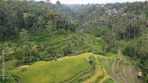 Bali  Indonesia - November 10  2022  The Tegalalang Terrace Rice Fields