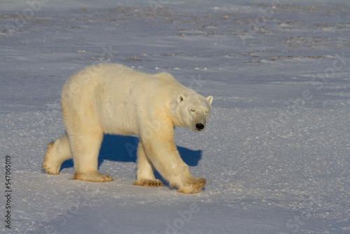 A beautiful polar bear walking on snow on a sunny day   near Churchill  Manitoba Canada