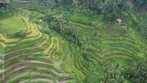 Bali, Indonesia - November 10, 2022: The Tegalalang Terrace Rice Fields