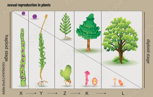 Sexual reproduction in plants. Biology shape vector
