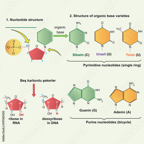 Chain molecule, Biology shape vector