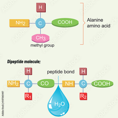 Energy Production Ways in the Cell. Biology shape vector