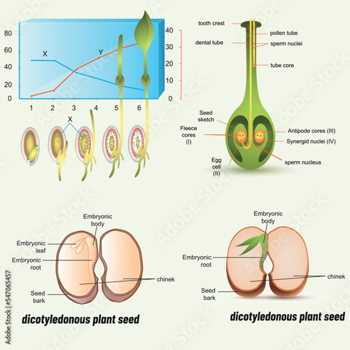 Energy Production Ways in the Cell. Biology shape vector