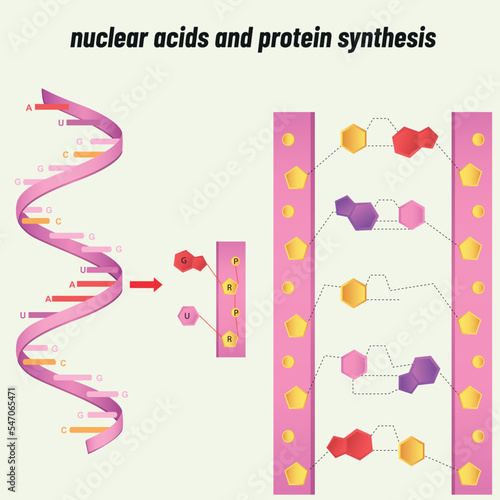 Nucleic acid and protein synthesis, Biology shape vector