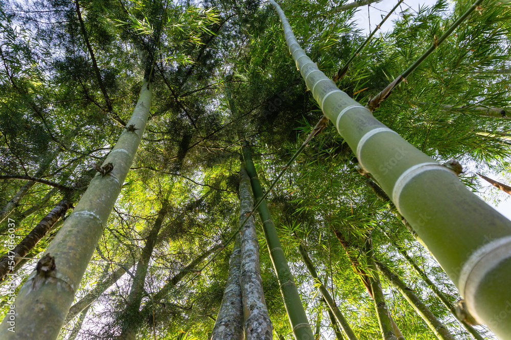 Fototapeta premium trees in the garden