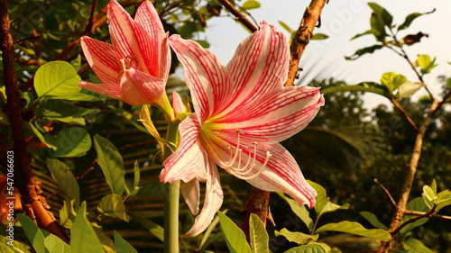 The beauty of garden
