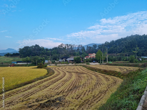 Autumn rice field and rural landscape.