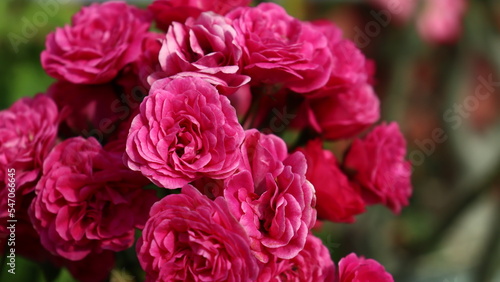 pink roses