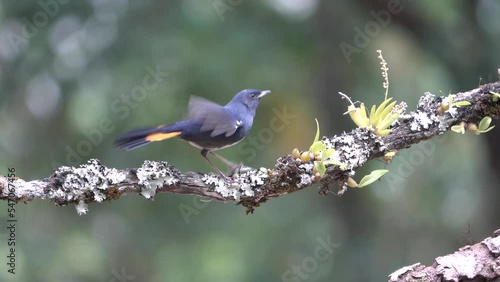 Male of White-bellied Redstart (Luscinia phaenicuroides) chubby blue bird with white belly and yellow marking on its tail photo