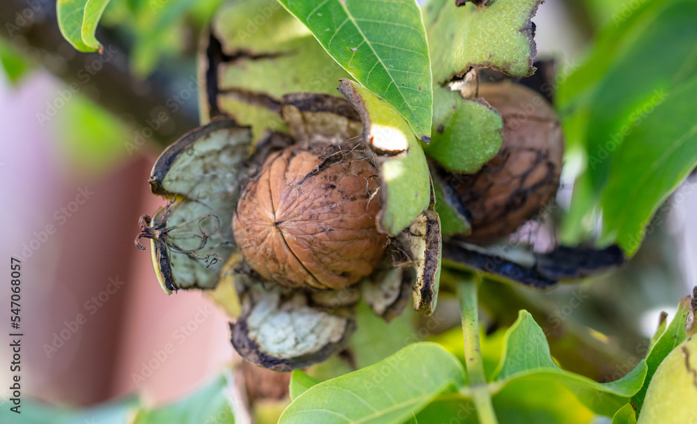 Ripe walnut on the branches of a tree. Ripe walnut on the branches of a tree.