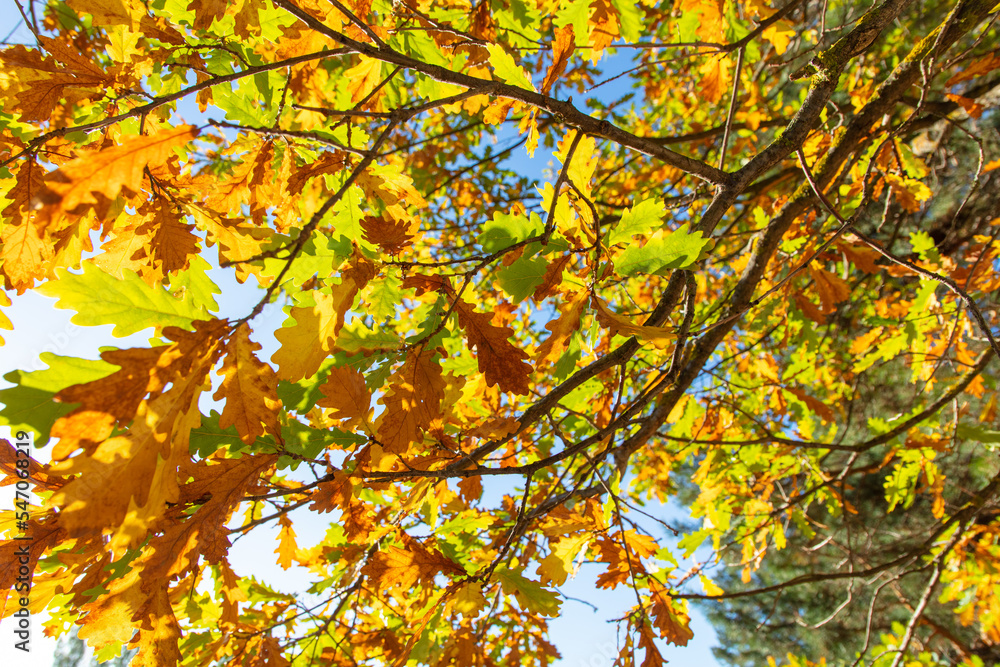 Leaves on an oak tree in autumn. Leaves on an oak tree in autumn.