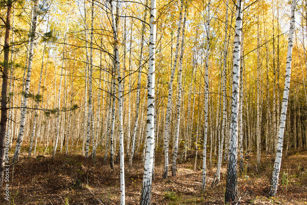Fototapeta premium Yellow leaves on a birch tree in autumn.