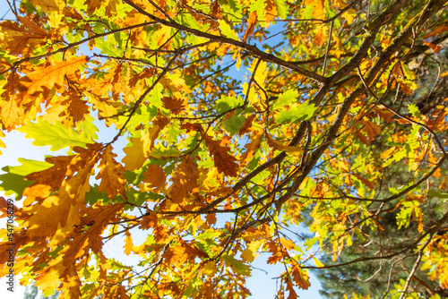 Leaves on an oak tree in autumn.