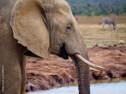 African bush elephant (Loxodonta africana) drinking at a waterhole. Eastern Cape. South Africa photo