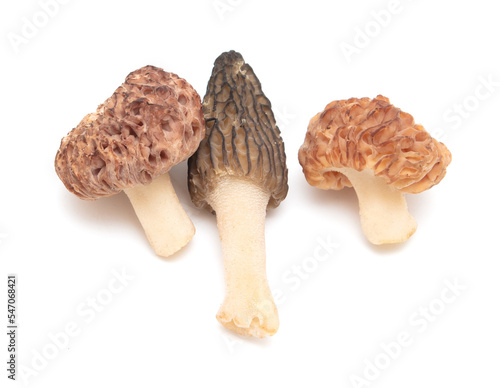 Morel mushrooms isolated on white background.