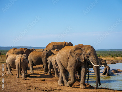 African bush elephant (Loxodonta africana) drinking at a waterhole. Eastern Cape. South Africa