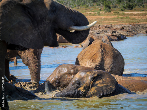 African bush elephant (Loxodonta africana) drinking at and swimming in a waterhole. Eastern Cape. South Africa photo